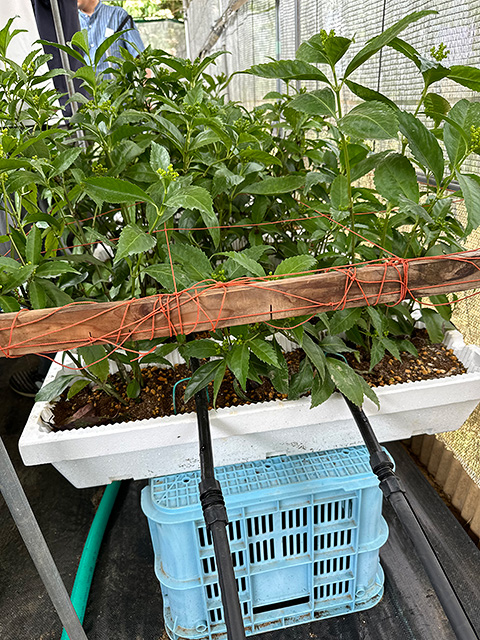 プランター栽培試験の様子